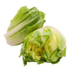 LECHUGAS ROMANA