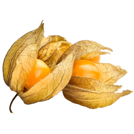 ALQUEQUENJE(PHYSALIS)